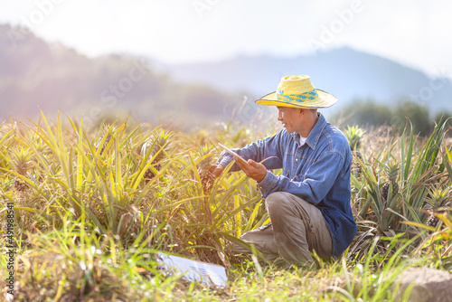 Farmer man read or analysis a report of pineapple in plantation farm on tablet computer,agriculture concept.