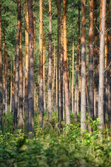 Wandcirkels Olijfgroen Dicht bos met talrijke boomstammen  © Markus Kammermann