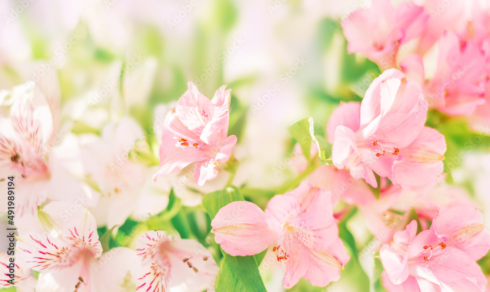 Delicate spring floral background, banner . Pink flowers of alstroemeria. Selective focus. Space for text