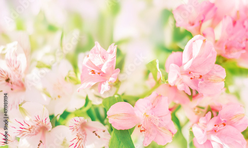 Delicate spring floral background  banner . Pink flowers of alstroemeria. Selective focus. Space for text