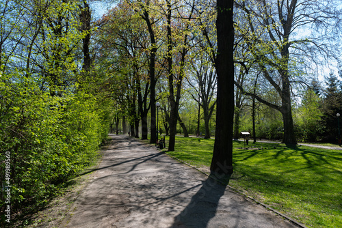 Park Mickiewicza, Bielsko-Biała. Ścieżka i drzewa z młodymi liśćmi.
