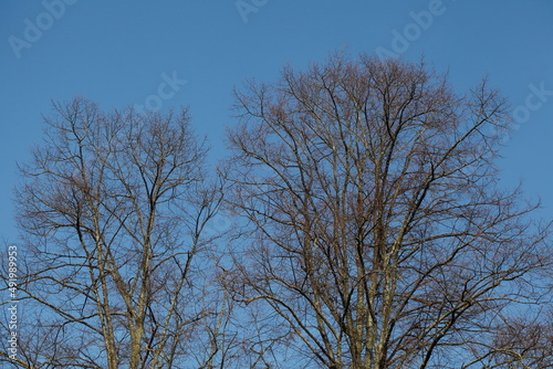 Kahler Baum mit   sten im Winter