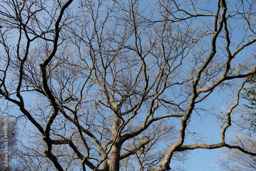 Kahler Baum mit Ästen im Winter