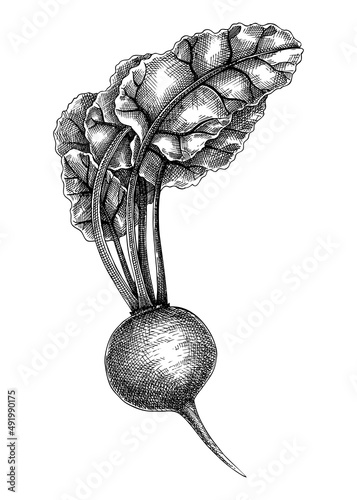 Fresh beetroot sketch. Garden vegetable vector drawing. Organic green root plant. Hand-sketched red beet illustration. Raw cultivated root vegetable for menu, recipe, packaging