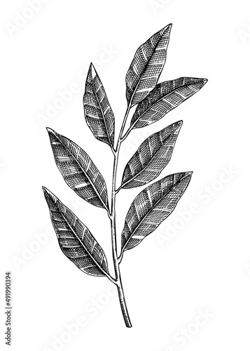 Fresh bay tree with leaves  shsketch. Garden spice drawing. Organic green spicy plant.  Hand-sketched laurel vector illustration. Raw cultivated laurel  for grocery, markets, packaging, recipes, menus