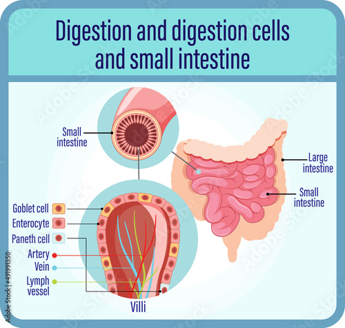 Digestion anddigestion cells and small intestine