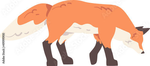 Walking Orange Fox as Omnivorous Mammal with Pointed Snout and Long Bushy Tail