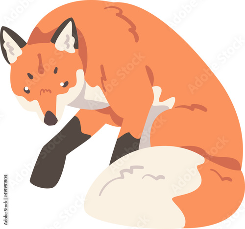 Sitting Orange Fox as Omnivorous Mammal with Pointed Snout and Long Bushy Tail