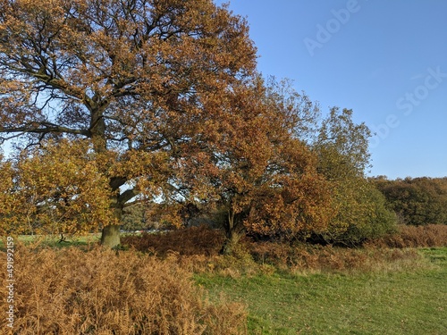 Oka tree with brown leaves in Autumn