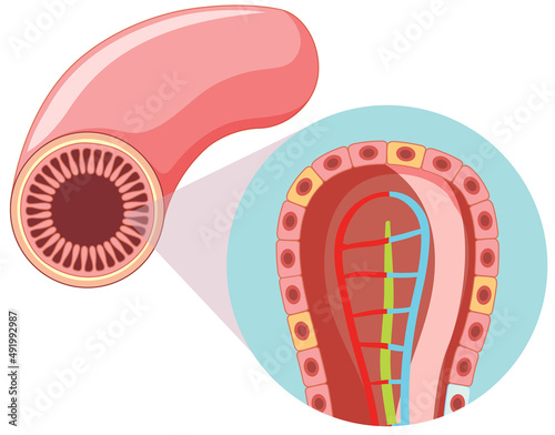 Diagram showing intestinal villus structure photo