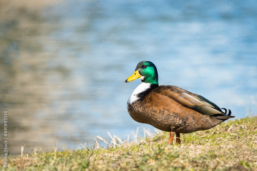 Duck resting in natural habitat. Green head duck. Duck resting in natural habitat. Green head duck.