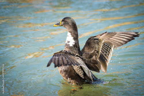  A mallard duck stretching his wings at the waters edge