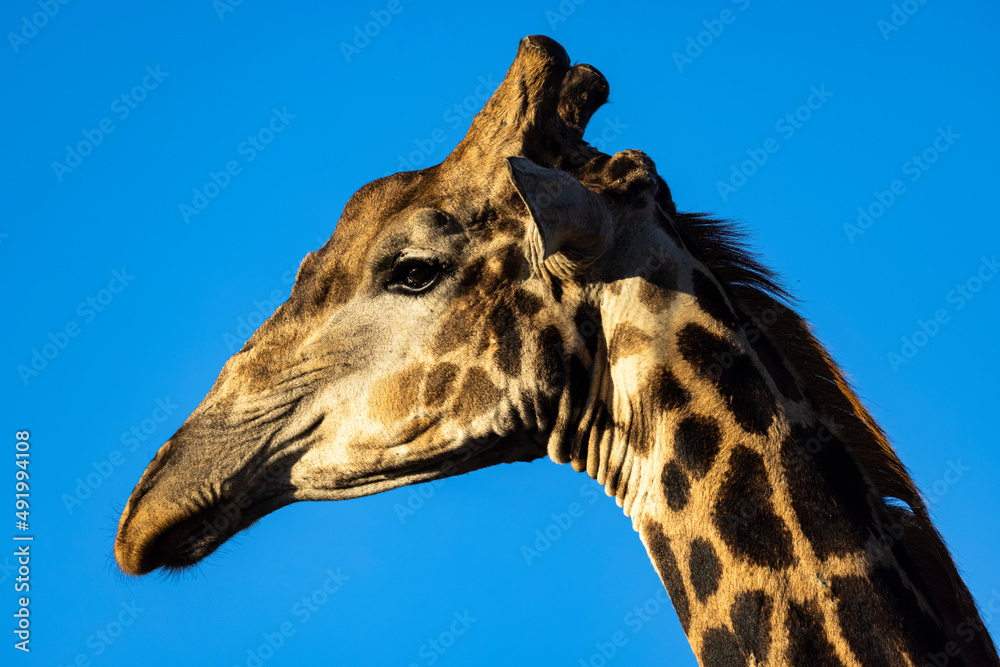 Portrait of giraffe against blue sky