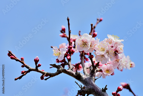 close up plum blossoms