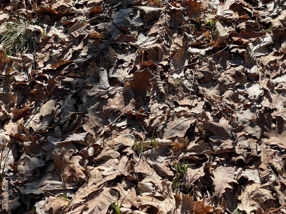ants on the ground ants on the ground