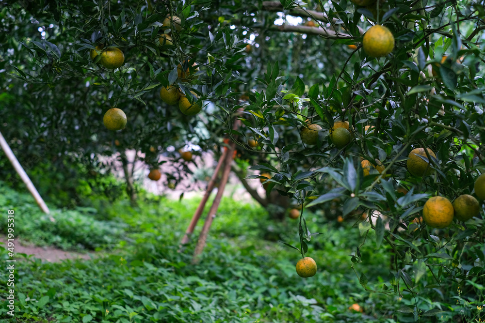 Natural organic of ripe fresh tangerine hanging on the top of tree in orange plantation garden, Chiangmai, Thailand. . Natural organic of ripe fresh tangerine hanging on the top of tree in orange plantation garden, Chiangmai, Thailand. .