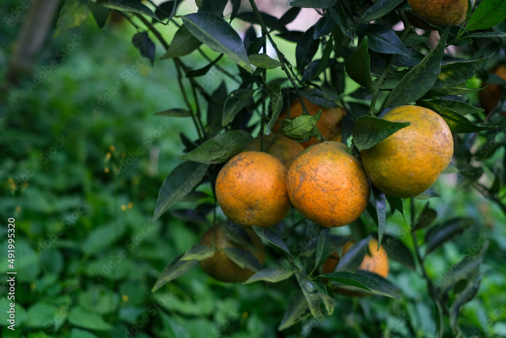 Natural organic of ripe fresh tangerine hanging on the top of tree in orange plantation garden, Chiangmai, Thailand. .