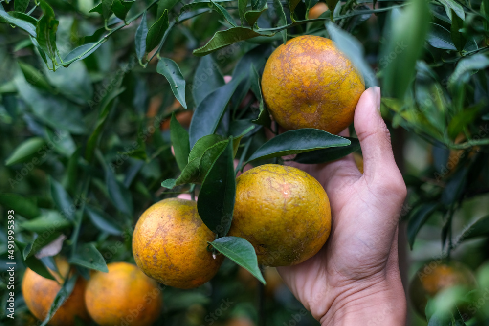 Close up hand holding natural organic of ripe fresh tangerine hanging on the top of tree in orange plantation garden, Chiangmai, Thailand. . Close up hand holding natural organic of ripe fresh tangerine hanging on the top of tree in orange plantation garden, Chiangmai, Thailand. .