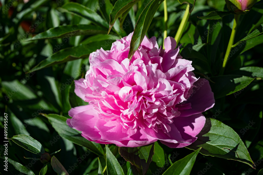Blooming pink peony in summer