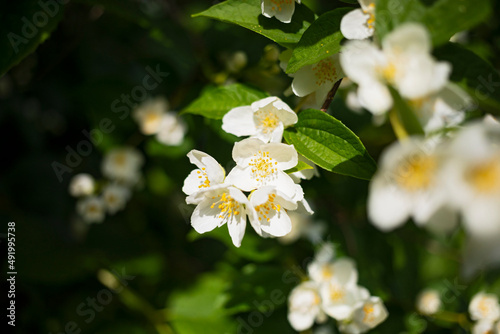 white blooming jasmine flowers in spring