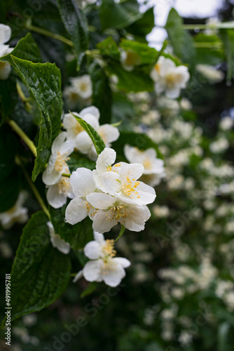 blooming bush of white jasmine, spring, freshness
