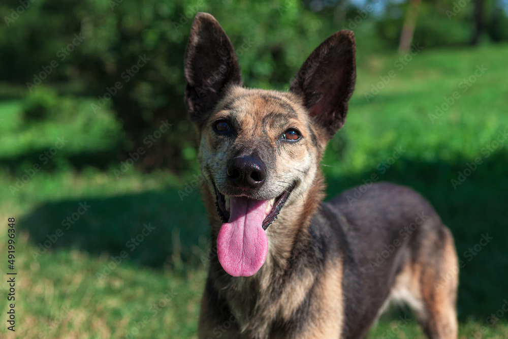 Young dog looking at camera , pet with tongue hanging out