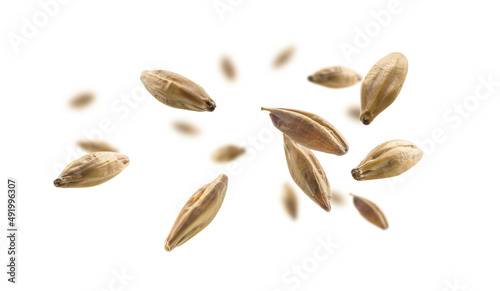 Barley malt grains levitate on a white background photo