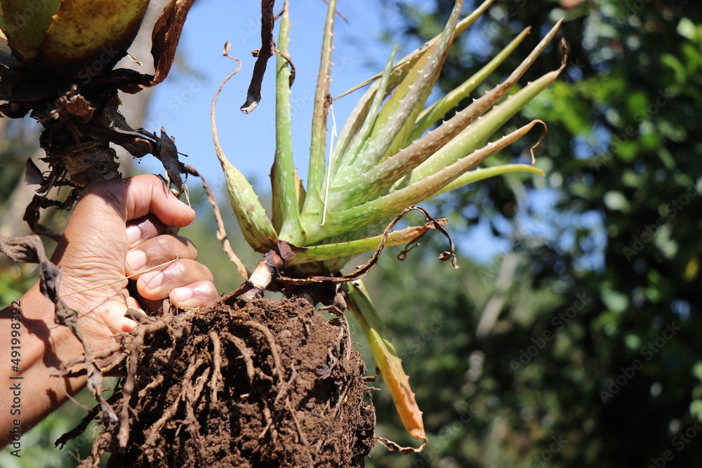 Aloe Vera Racine Pourrienull