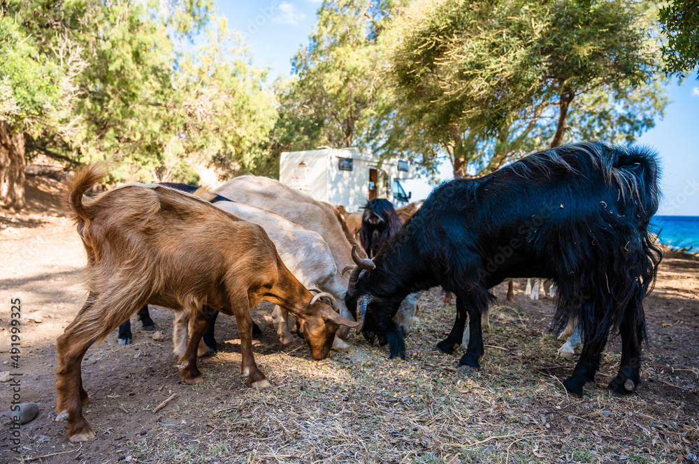 Free range goats camping in Crete, Greece with a motorhome in the background. Free range goats camping in Crete, Greece with a motorhome in the background.