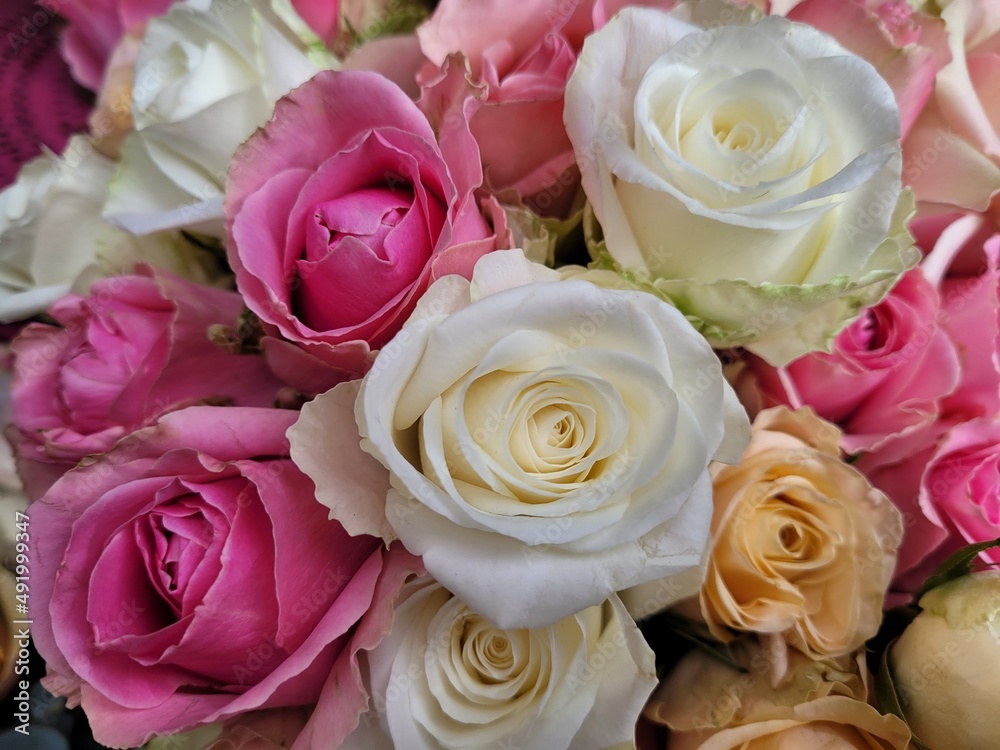 Bouquet of pink and white roses. Saint Valentine's day. Mother's day. Love and roses Bouquet of pink and white roses. Saint Valentine's day. Mother's day. Love and roses