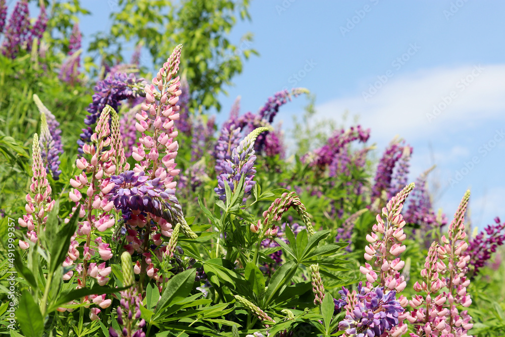 Naklejka premium Lupine flowers blooming on a spring or summer meadow. Purple and pink wildflowers in green grass on blue sky background