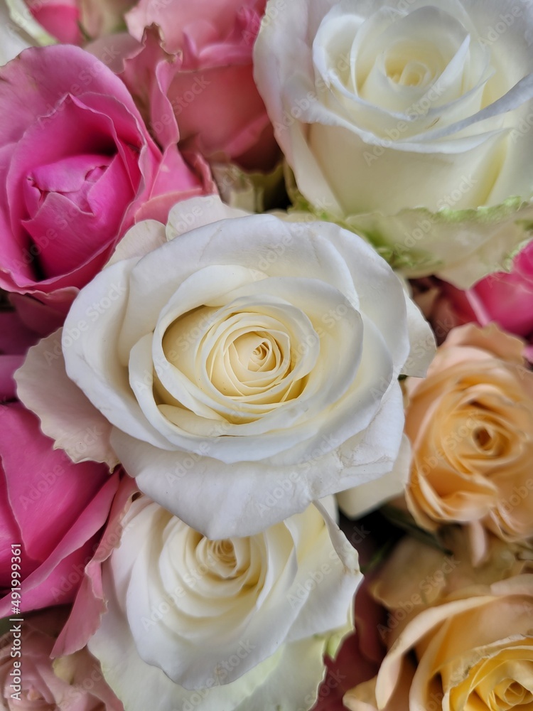 Fototapeta premium Bouquet of pink and white roses. Saint Valentine's day. Mother's day. Love and roses