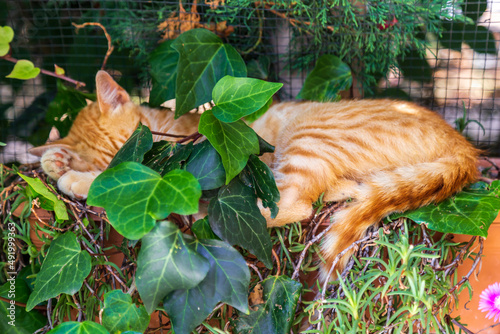 yellow cute cat sleeping and hiding behind green leaves © Birol