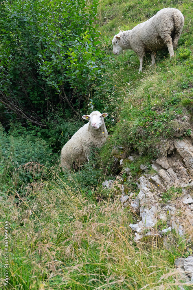 sheep and lamb sheep and lamb