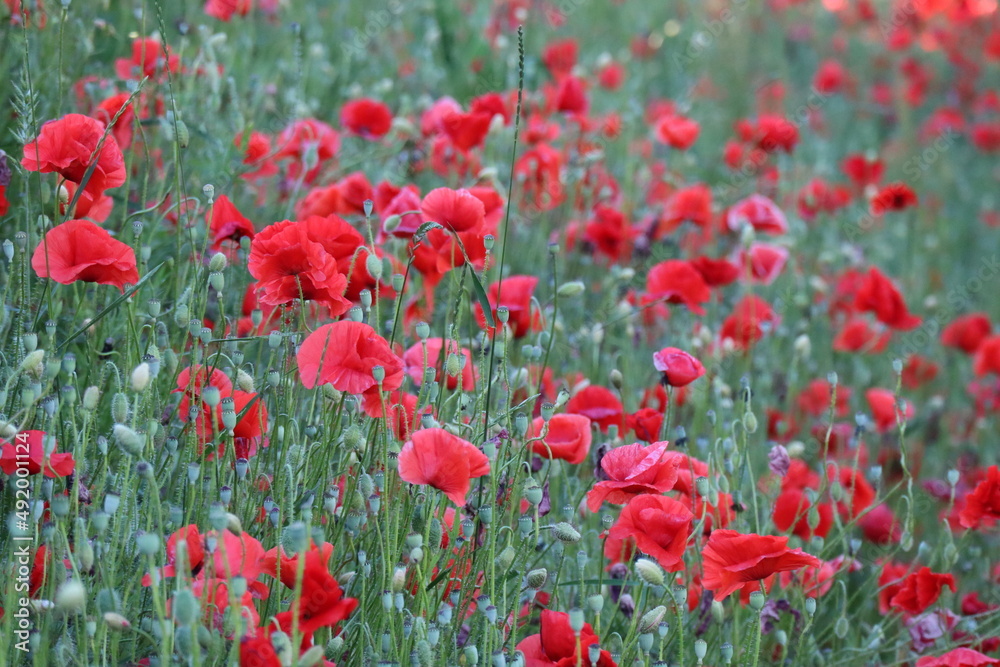 Obraz premium coquelicot 6