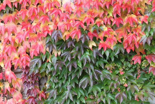 colorful vine leaves in autumn