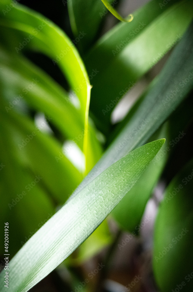 dew on a leaf dew on a leaf
