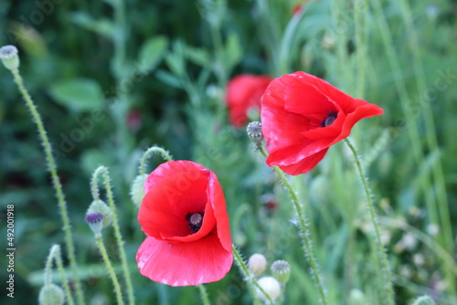 coquelicot 1