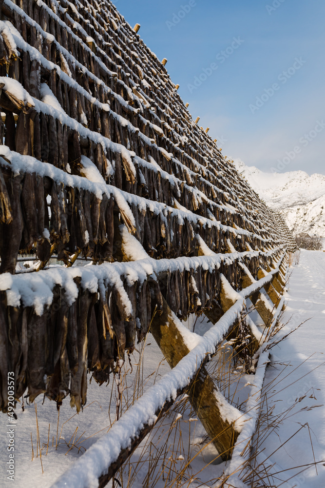 Fototapeta premium StockFish - konstrukcje do suszenia ryb, dorsze schną wisząc na wietrze i mrozie, suszona ryba jest przysmakiem na całym świecie, Lofoty w Norwegii