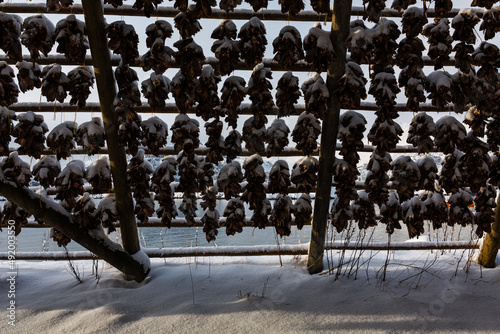 StockFish - konstrukcje do suszenia ryb, dorsze schną wisząc na wietrze i mrozie, suszona ryba jest przysmakiem na całym świecie, Lofoty w Norwegii photo