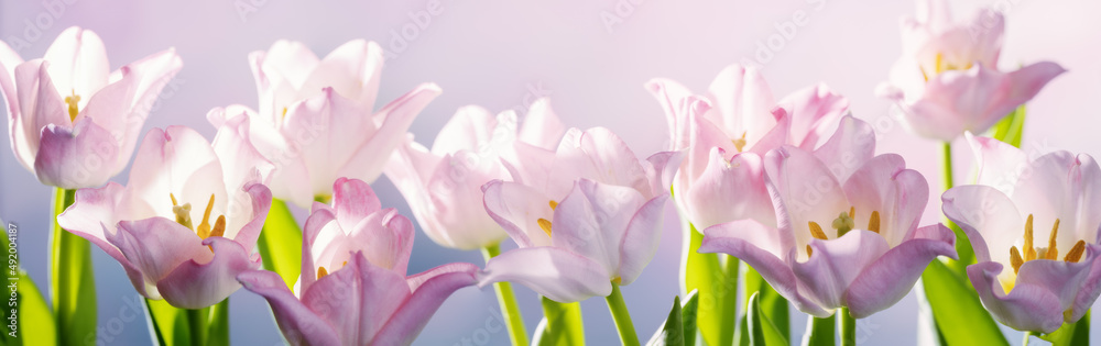 Spring blossoming delicate tulips frame