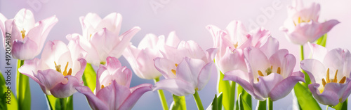 Spring blossoming delicate tulips frame