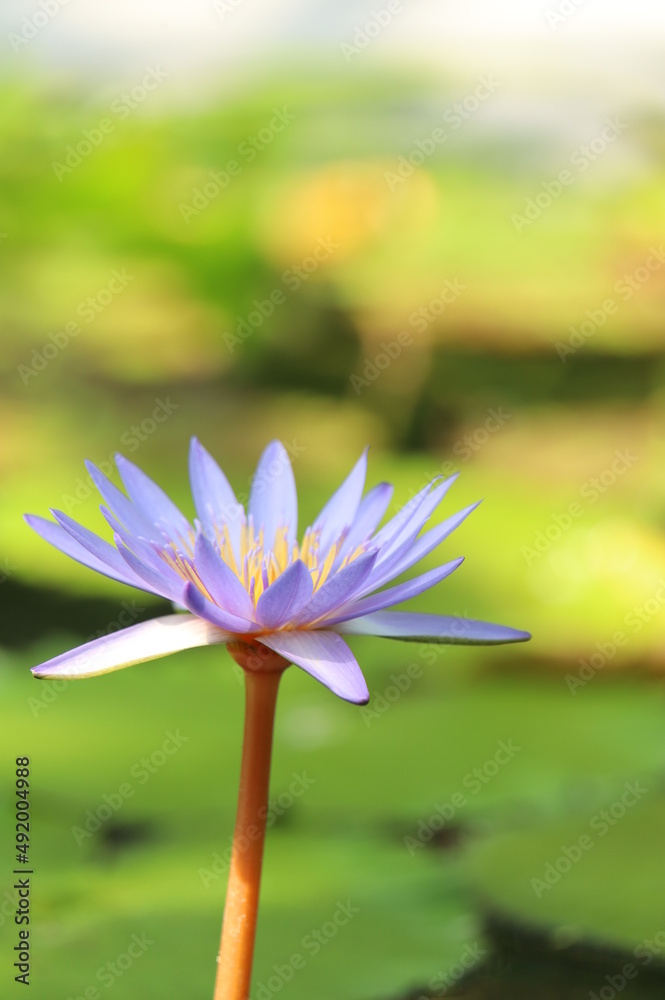 Fototapeta premium pink water lily