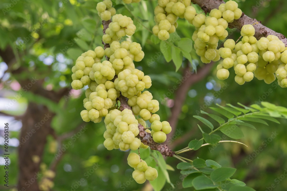 Star gooseberry is a perennial plant. It has small to medium size and sweet, sour and astringent taste of the fruit becomes soft when ripe. It is a native fruit of South Asia and tropical America. Star gooseberry is a perennial plant. It has small to medium size and sweet, sour and astringent taste of the fruit becomes soft when ripe. It is a native fruit of South Asia and tropical America.