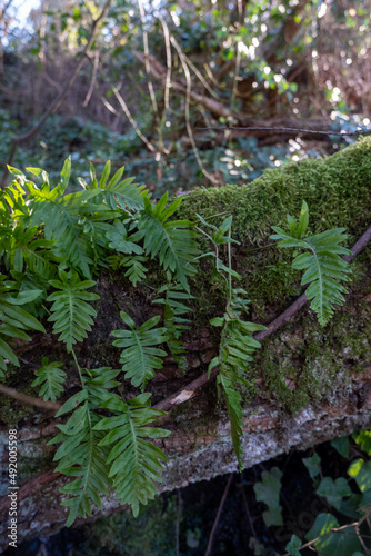 Felce Selvatica.