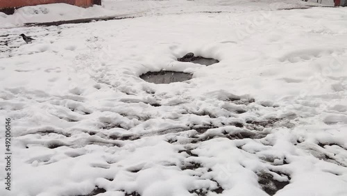 a crow drinks water from a puddle in winter