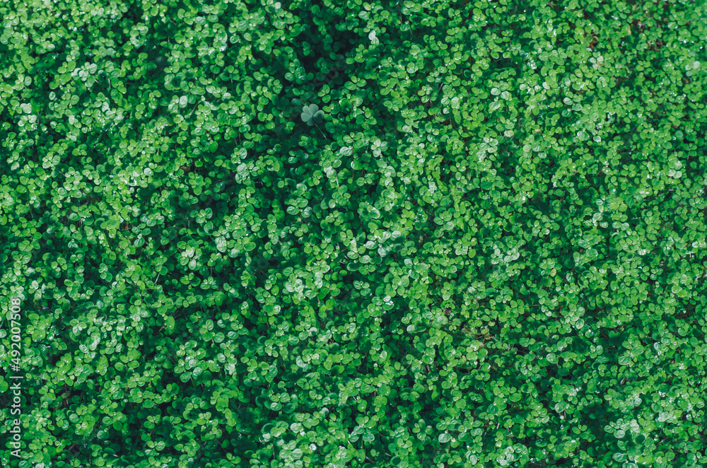 fondo de hojas follaje tropical