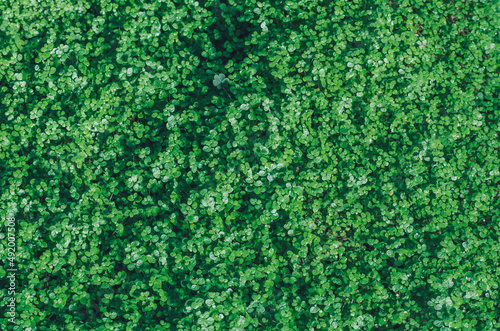 fondo de hojas follaje tropical