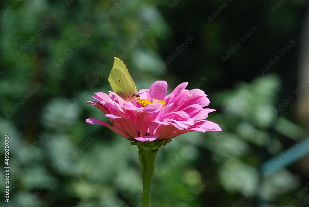 The butterfly sits on a large pink flower. Against the background of green plants and other flowers, the Zinnia flower blooms on a long thin stem. It has light pink petals and a yellow center.
