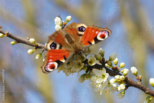 Closeup on a colorful overwintering Peacock butterfly , Inachis io, drinking nectar on white blackthorn flowers photo